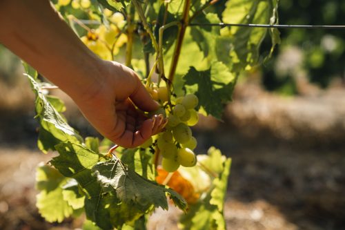 Petição para assegurar o LEADER/DLBC como um pilar do desenvolvimento da UE