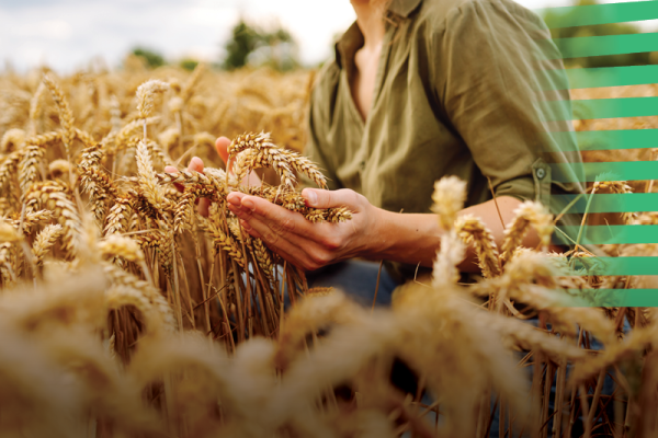 Visão para a Agricultura e a Alimentação