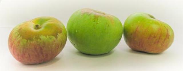 ADREPES na Mostra de Maçã Camoesa 2020