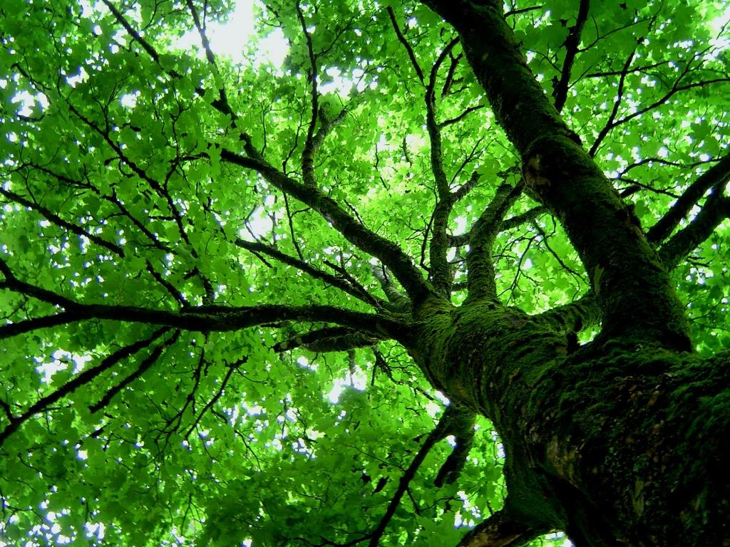 Comissão Europeia organiza consulta sobre nova estratégia da UE para as florestas